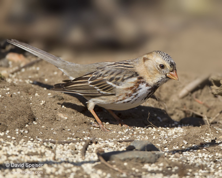 harris's sparrow 3