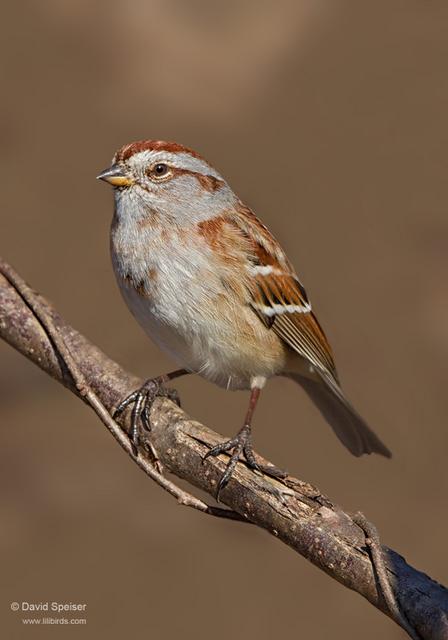 American Tree Sparrow