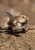 Harris's Sparrow