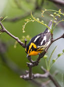 Blackburnian Warbler