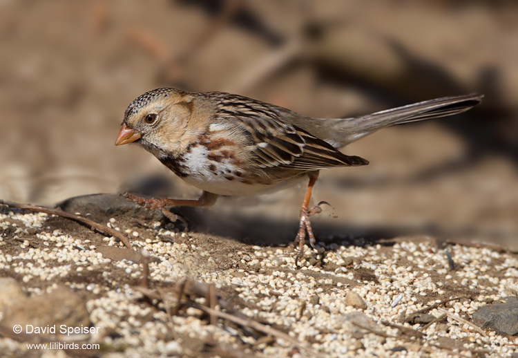 Harris's Sparrow