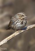 Song Sparrow