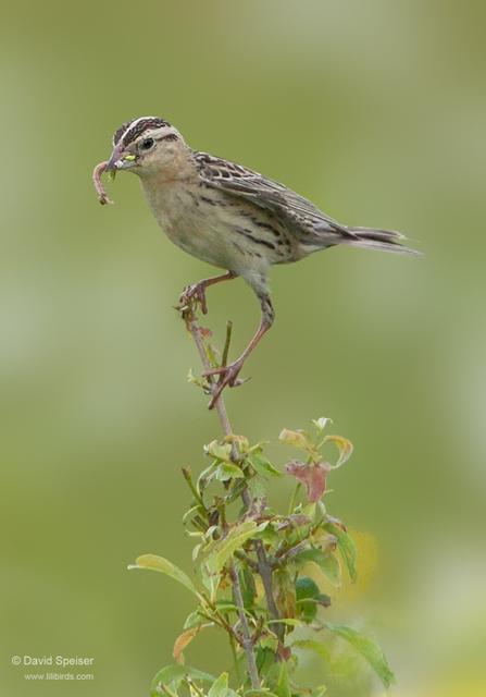 bobolink female 1 new