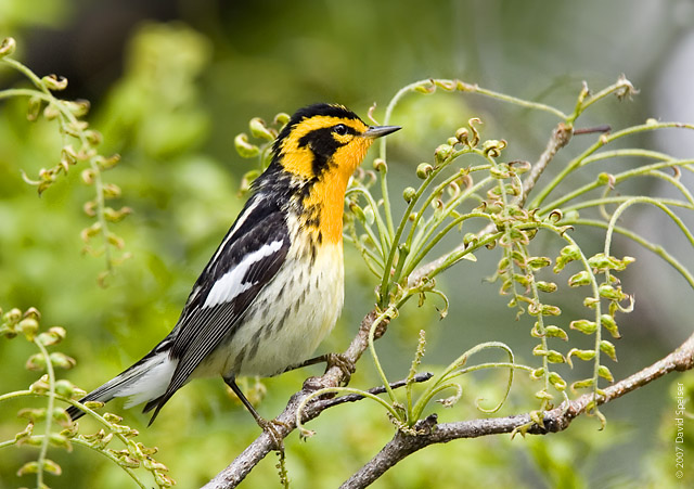 Blackburnian Warbler