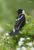 bobolink male 1