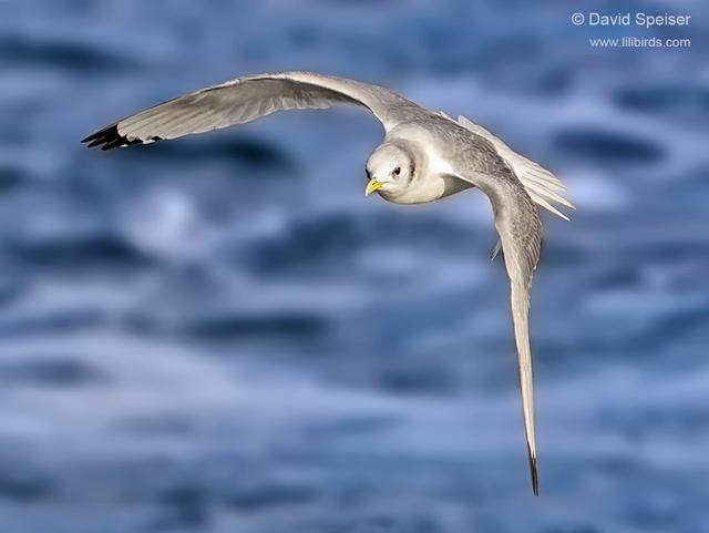 black-legged kittiwake 2