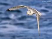 Black-legged  Kittiwake