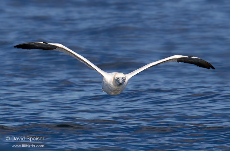 Northern Gannet