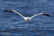 Northern Gannet