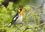 Blackburnian Warbler