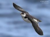 razorbill 1d