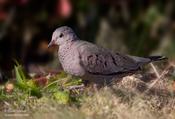 Common-ground Dove