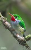 Puerto Rican Tody