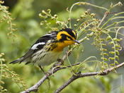 Blackburnian Warbler