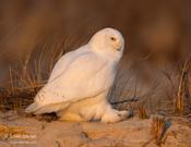 Snowy Owl