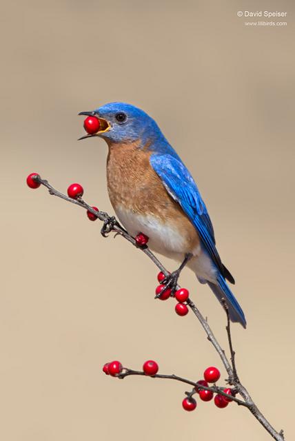 Eastern Bluebird