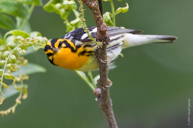 Blackburnian Warbler