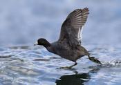 American Coot