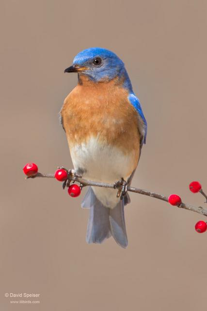 Eastern Bluebird