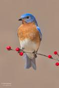 Eastern Bluebird