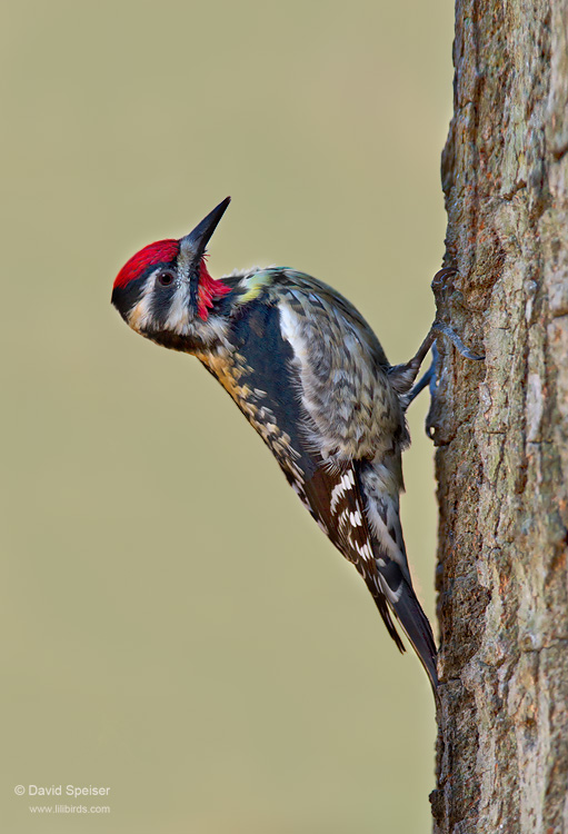 Yellow-bellied Sapsucker