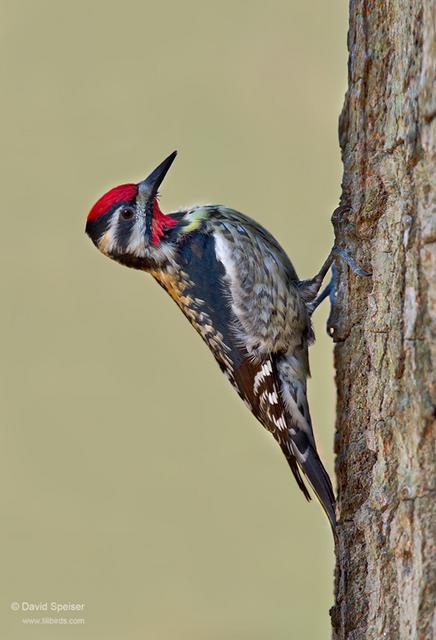 Yellow-bellied Sapsucker