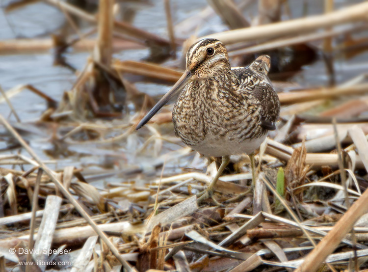 Wilson's Snipe