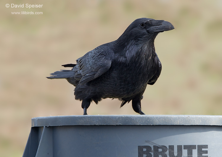 Common Raven