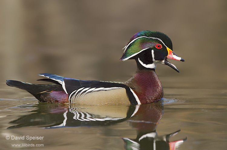 Wood Duck