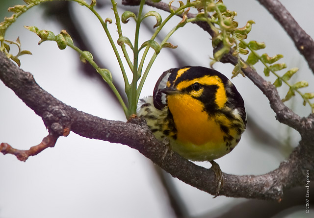 Blackburnian Warbler