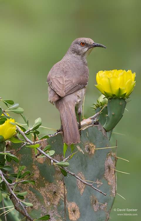 Curve-billed Thrasher (texas)