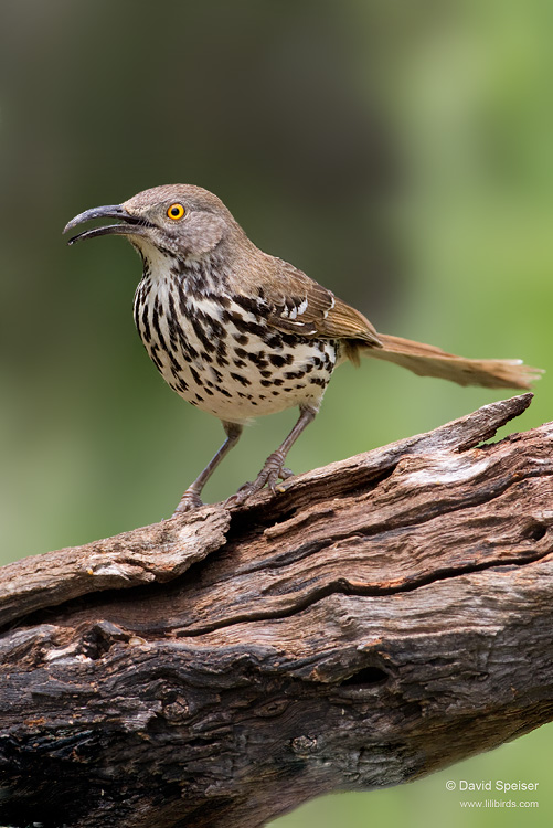 Long-billed Thrasher