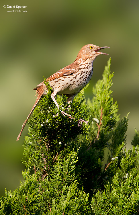 Brown Thrasher