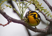 Blackburnian Warbler