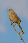 Bendire's Thrasher