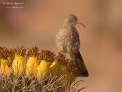 Curve-billed Thrasher