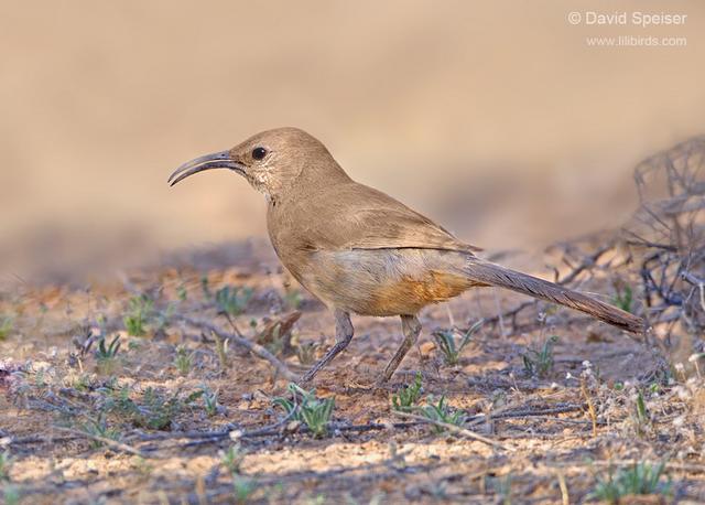 LeConte's Thrasher