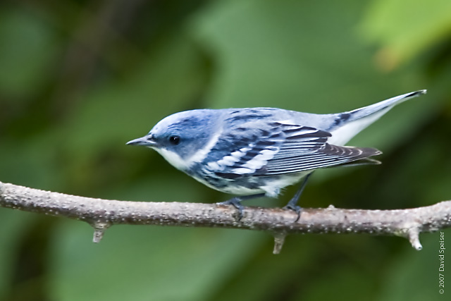 Cerulean Warbler