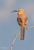 LeConte's Thrasher