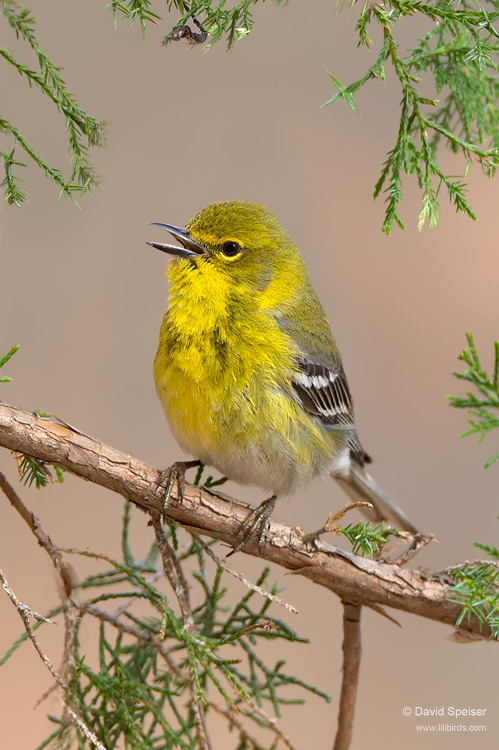 Pine Warbler