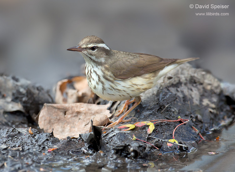 Louisiana Waterthrush