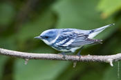 Cerulean Warbler