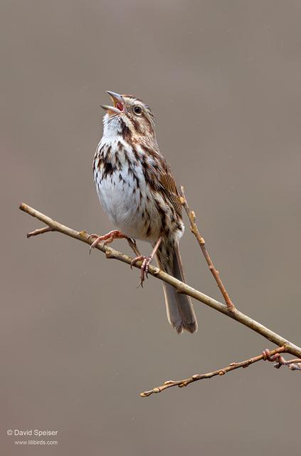 Song Sparrow