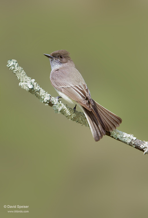 Eastern Phoebe