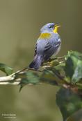 Northern Parula