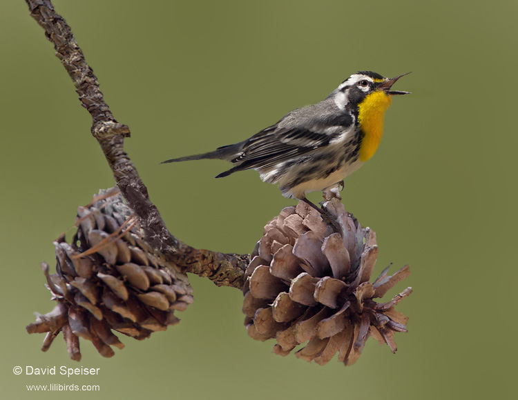 Yellow-throated Warbler