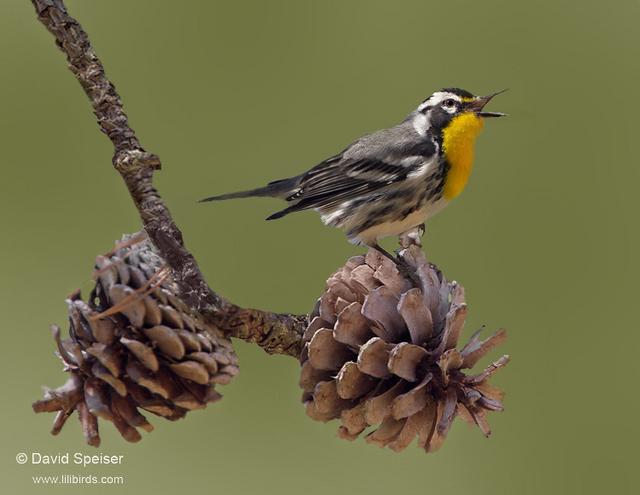 Yellow-throated Warbler