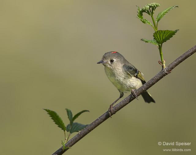 Ruby-crowned Kinglet