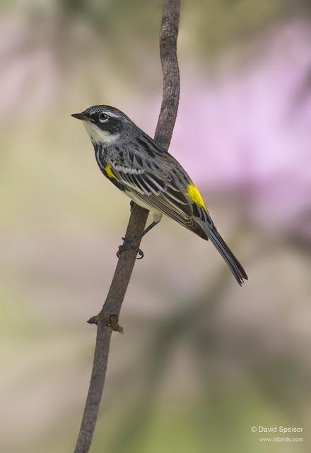 Yellow-rumped Warbler