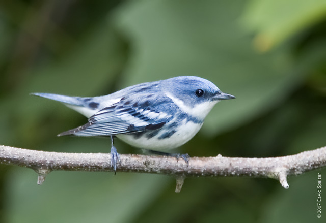 Cerulean Warbler